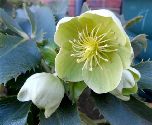Hellebores and snowdrops are superb in January and February